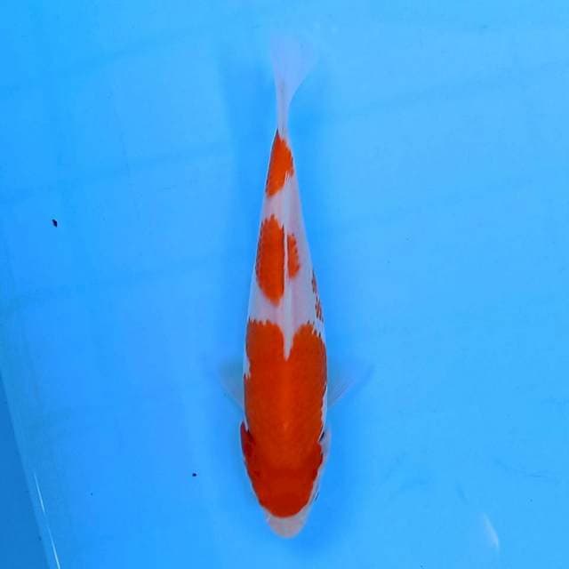 Kohaku 18 cm