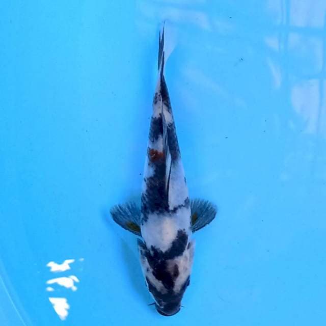Shiro 14 cm