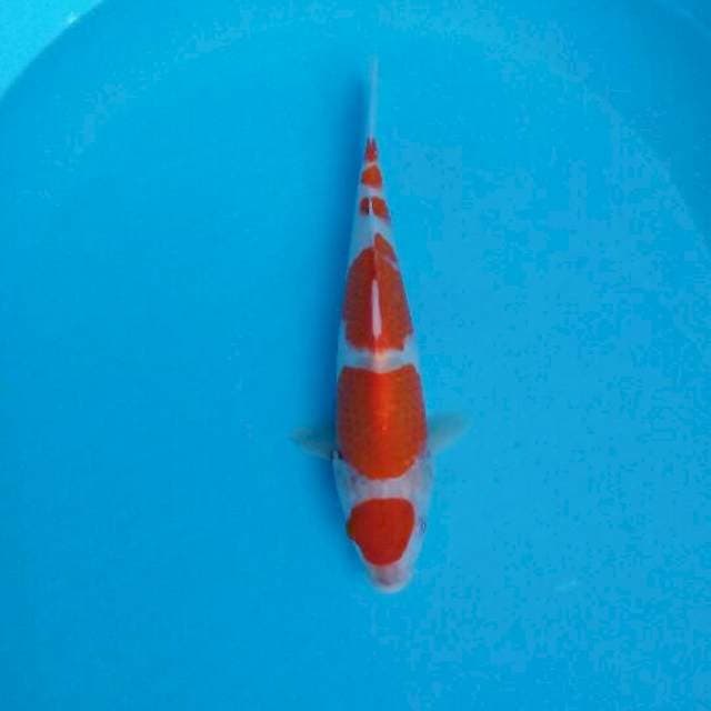 Kohaku maruten