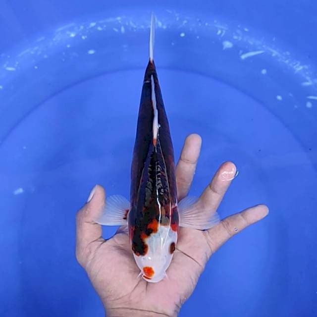 goromo / 28 cm