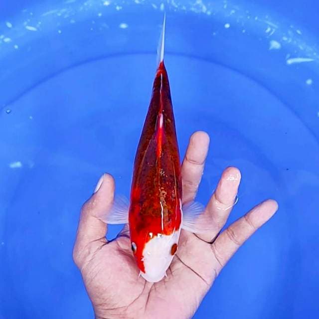 goromo / 24 cm