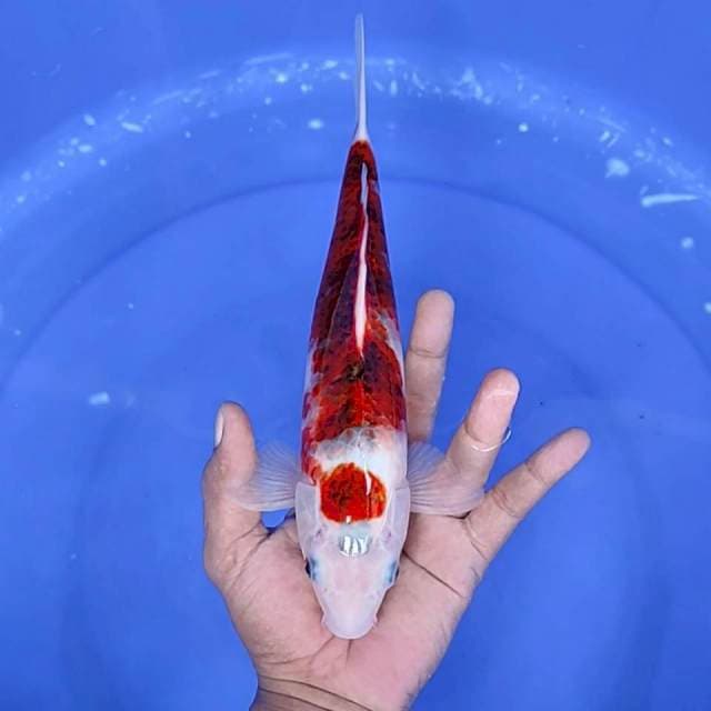 goromo / 27 cm 