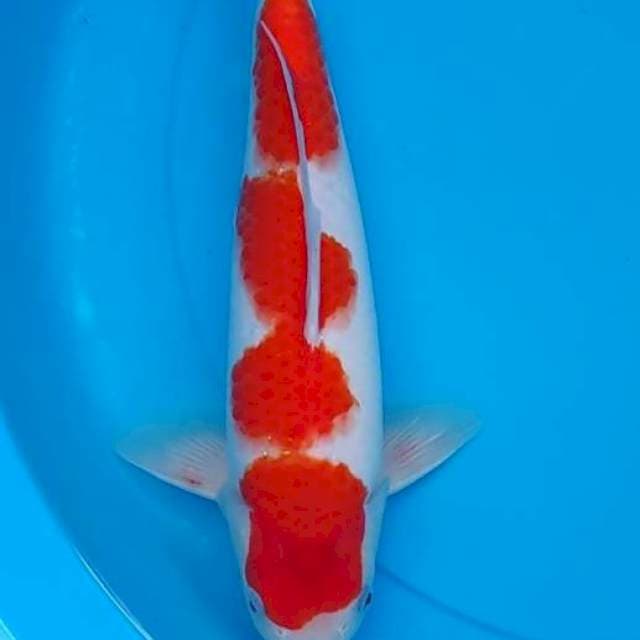 HQ Kohaku 30cm