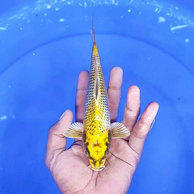 kin Ki utsuri / 21 cm