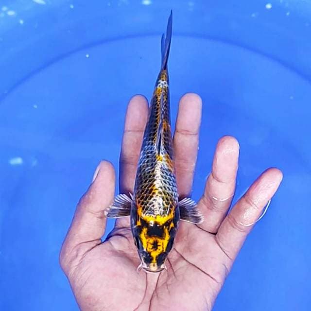 kin Showa / 19 cm