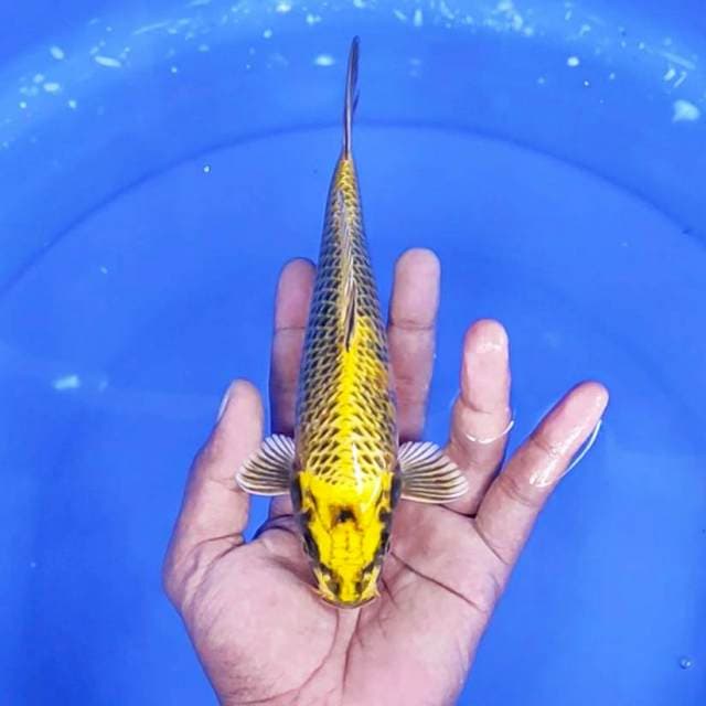 kin showa / 21 cm