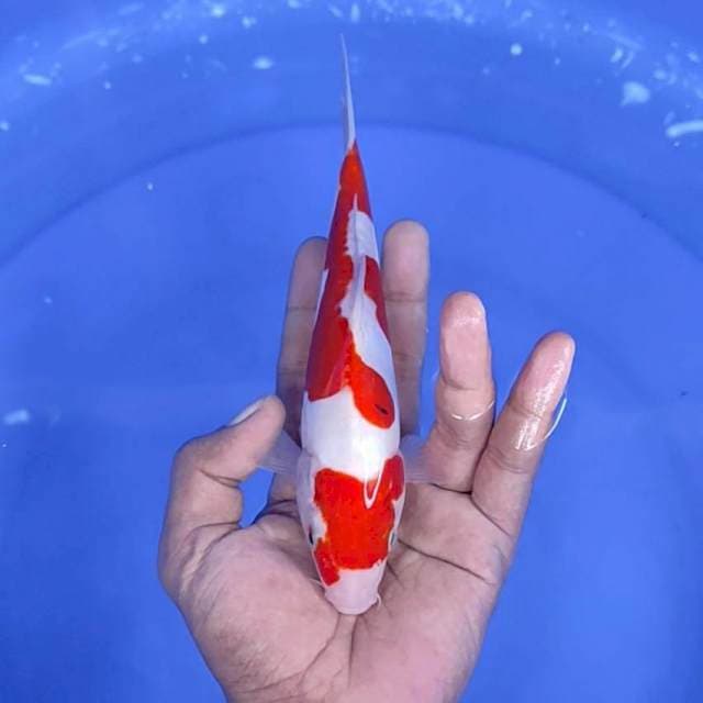 doitsu murni / 20 cm