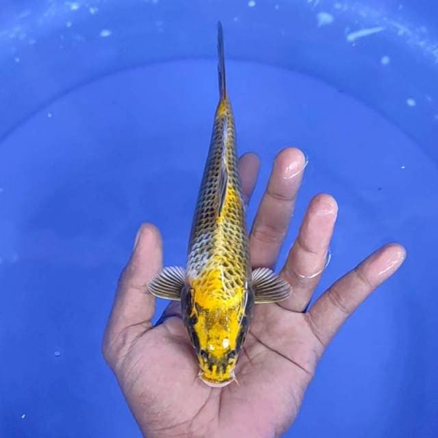 kin Ki utsuri / 21 cm