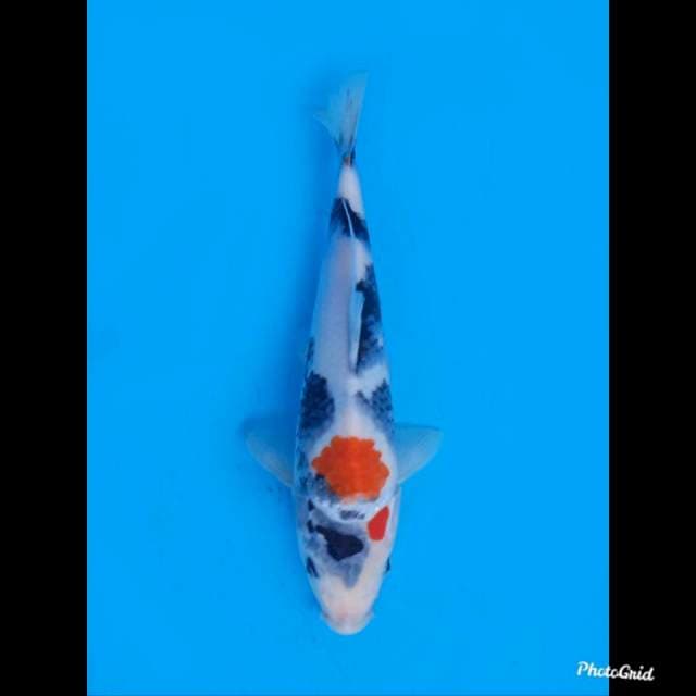 25cm male , Kindai Showa