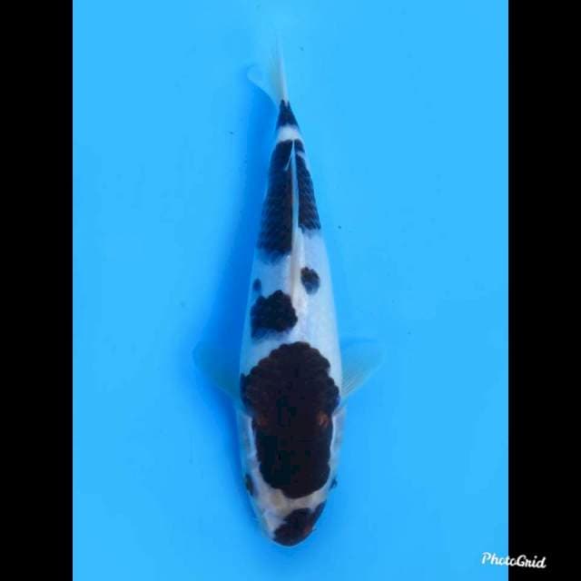 25cm male , Budo Goromo 