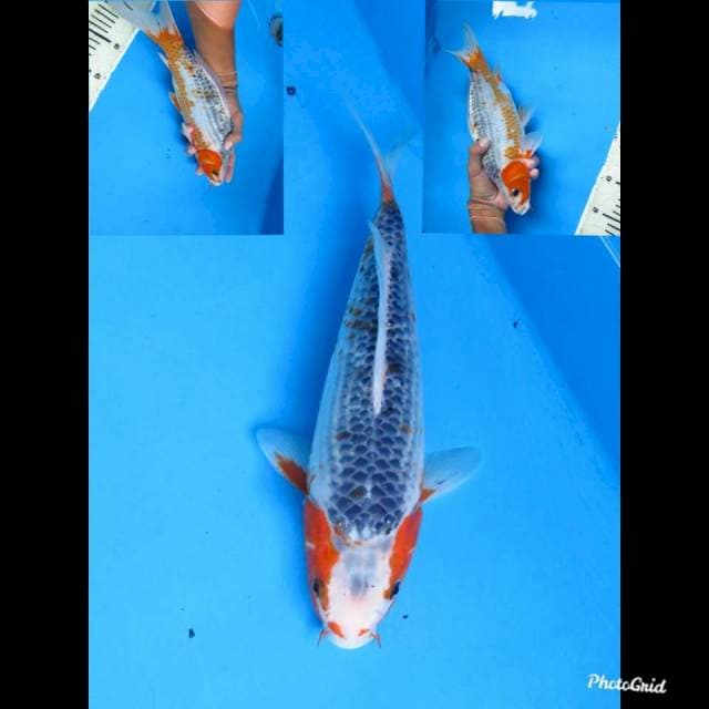 31cm fml , Asagi Kakoko