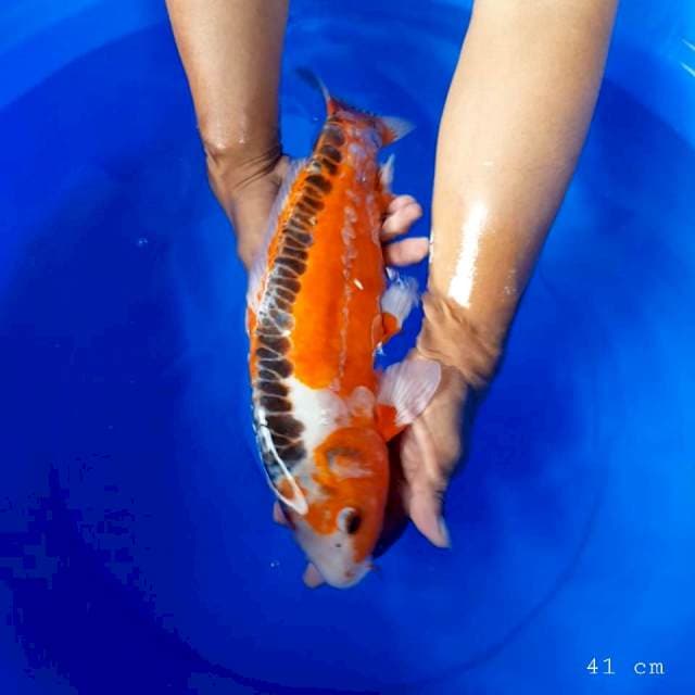 Hana Shusui f1 41 cm