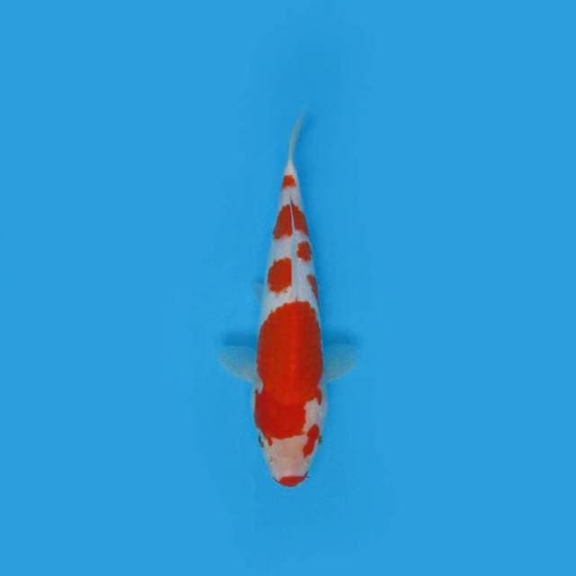 BKS ( KOHAKU 25 CM )