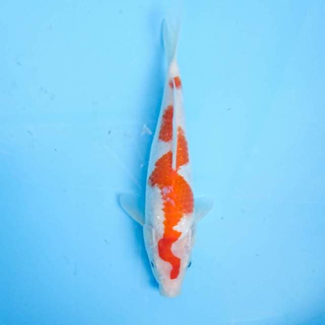 kohaku 24 cm
