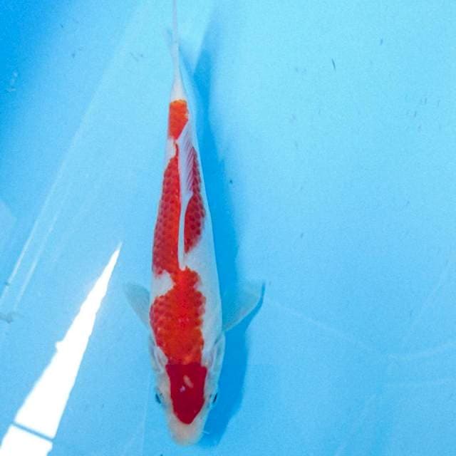 kohaku 19 cm