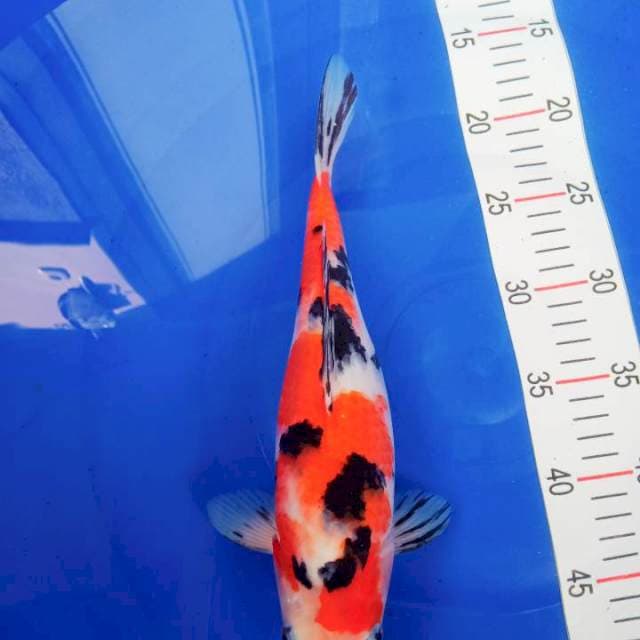 SHOWA 34CM