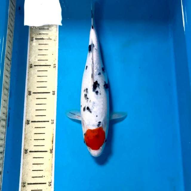Tancho Sanke, 29 cm