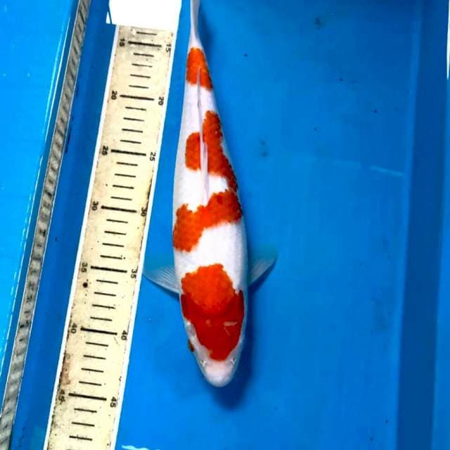 Kohaku, 34 cm