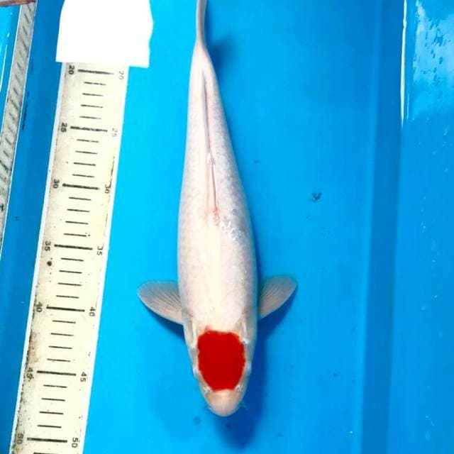 Tancho kohaku, male 36 cm