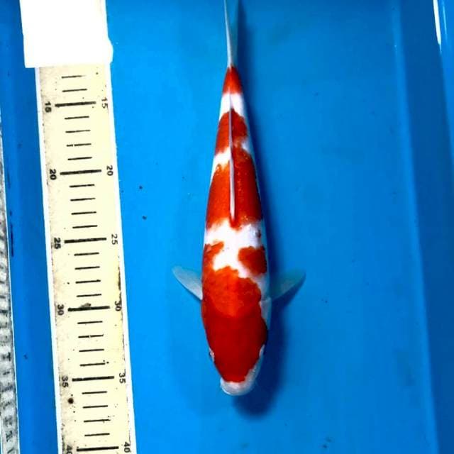 Kohaku, 28 cm