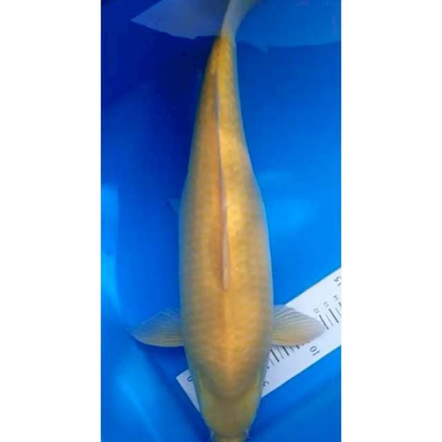 karasi mata merah 39 cm 