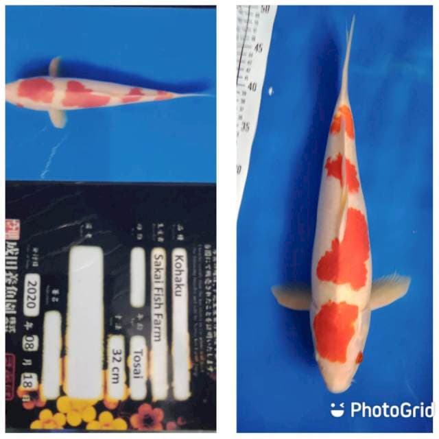 Kohaku import sakai farm
