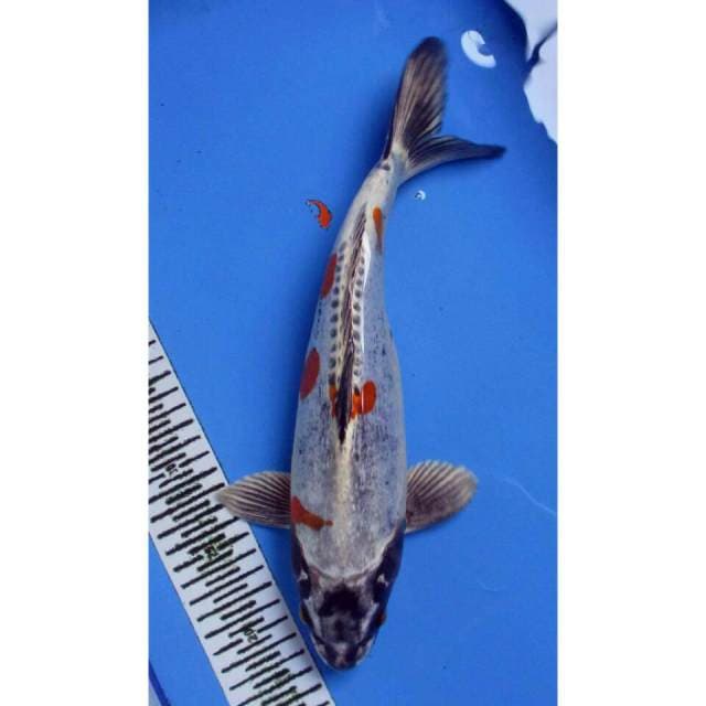 KIKOKURYU JANTAN 35CM