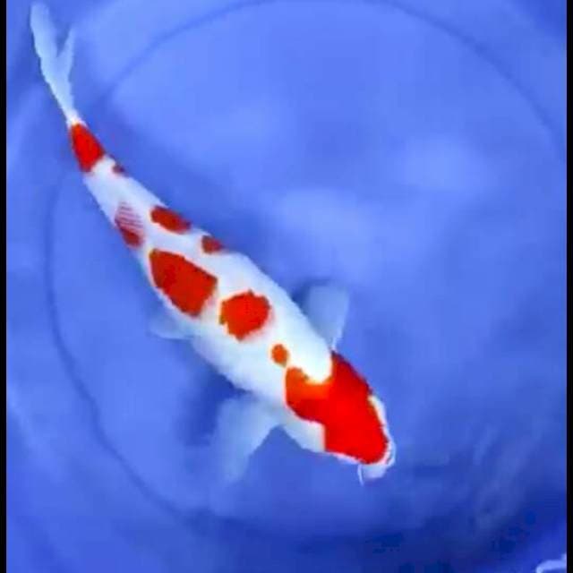 Kohaku Strong size 40bu