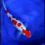 Kohaku Strong size 40bu