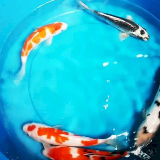 MIX KOI 20 - 29