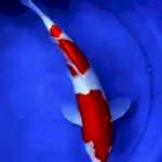 Kohaku  3 step Unik size 40bu