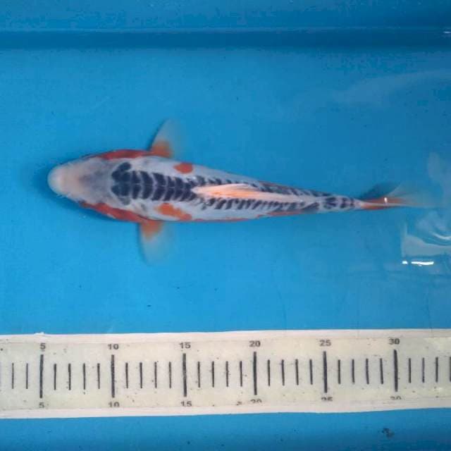 Sushui 26cm