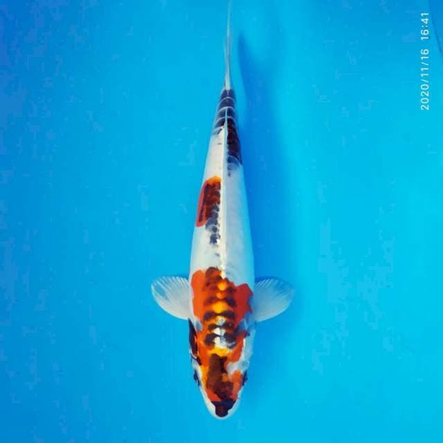 MUSASHI 5 ~ HEISEI NISHIKI ™