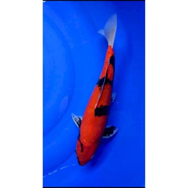 hi showa doitsu 35 cm