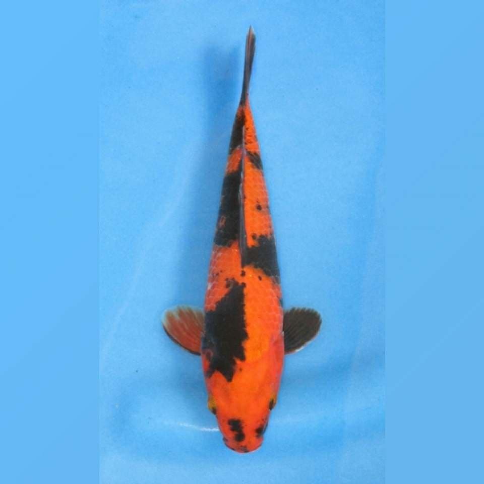 Jumbo Tosai - Hi Utsuri Good Body