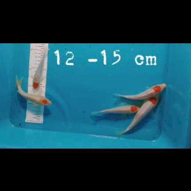 THANCO kohaku 5ekor 12-15cm