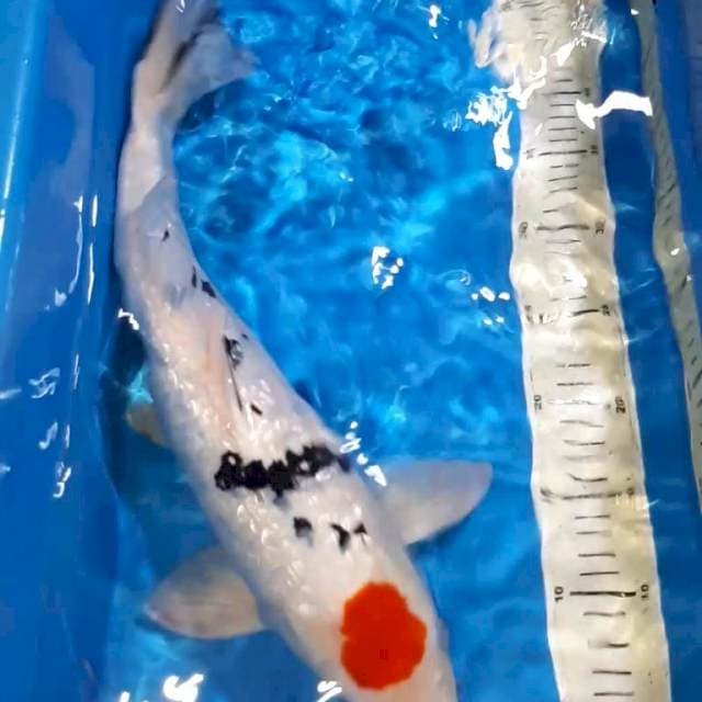 TANCHO SANKE GINDRIN 44 CM MALE