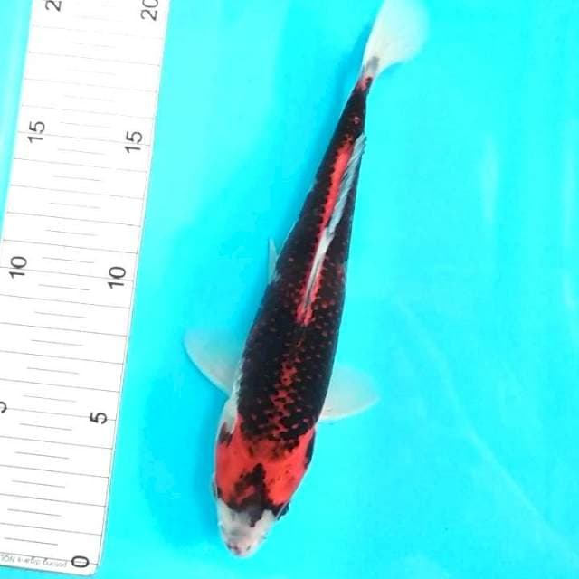 20cm
