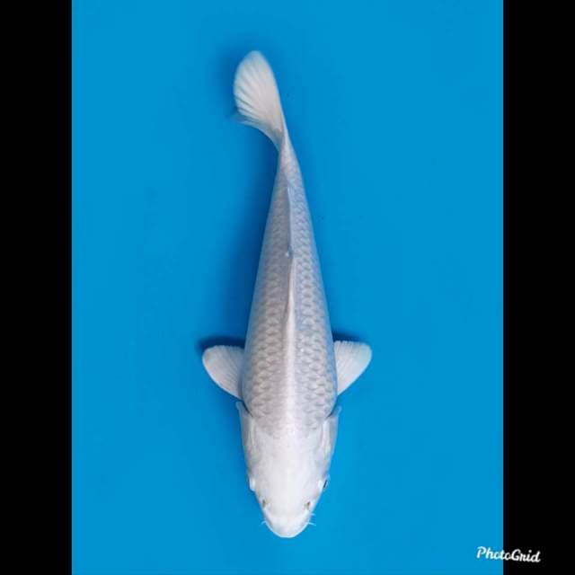 23cm Fml , Tosai Platinum