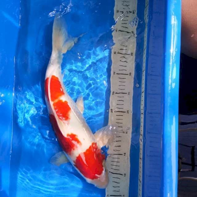 Ai Goromo - 44 cm BU