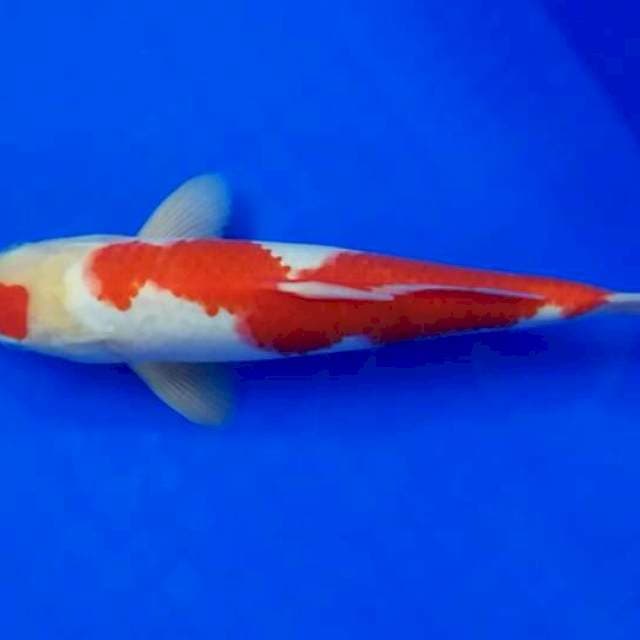 Kohaku