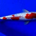 Kohaku gindrin