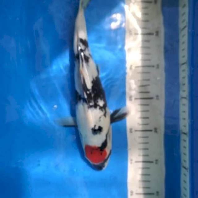 Tancho Showa - 35 cm BU