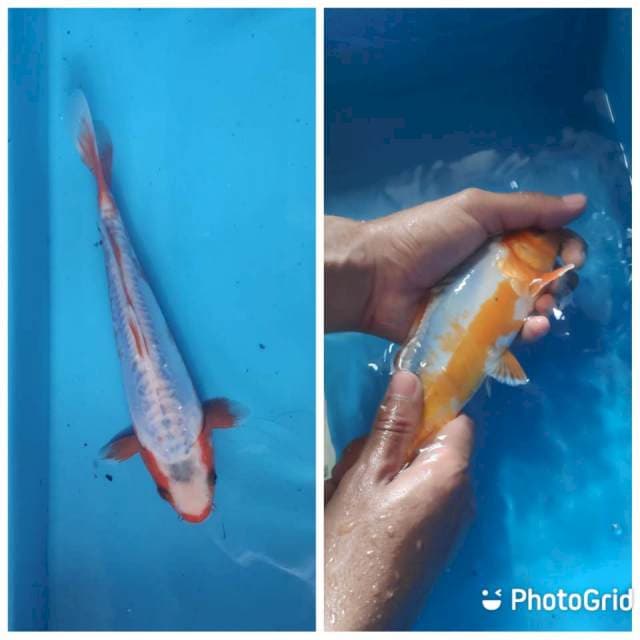 Kosui, 21cm