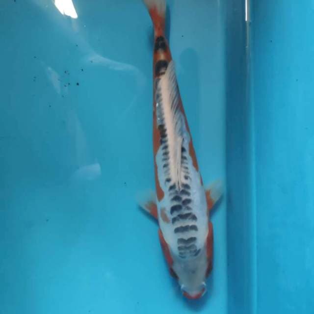Shusui, 23cm