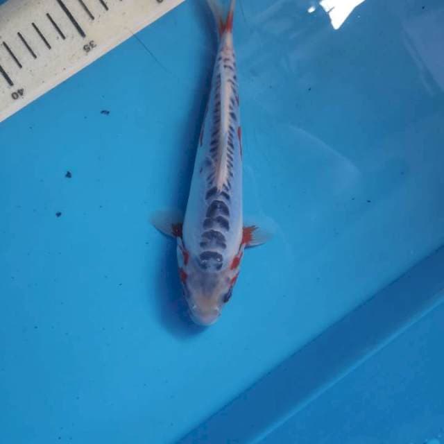 Shusui, 20cm