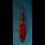 Kohaku good beni 25cm