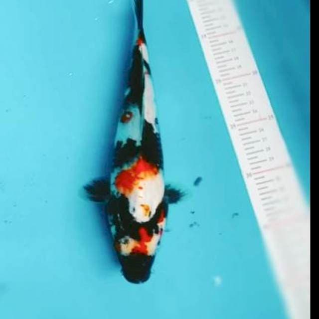 SHOWA 30CM 