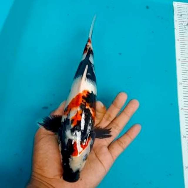 Showa 28cm 