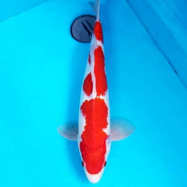 KOHAKU RED STRONG 43 CM MALE